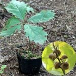 �ɤ󤰤����/�ʥ饬���10.5cm�ݥå�1��Ω���ġ�����10��30���/���ռ�/����/�ɥ󥰥�/��3/7�ޤ���̲��