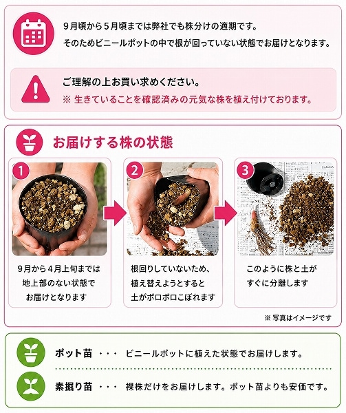 紫桜館山の花屋 | 全商品一覧 - 「ネマガリタケ 10.5cmポット苗 山菜苗