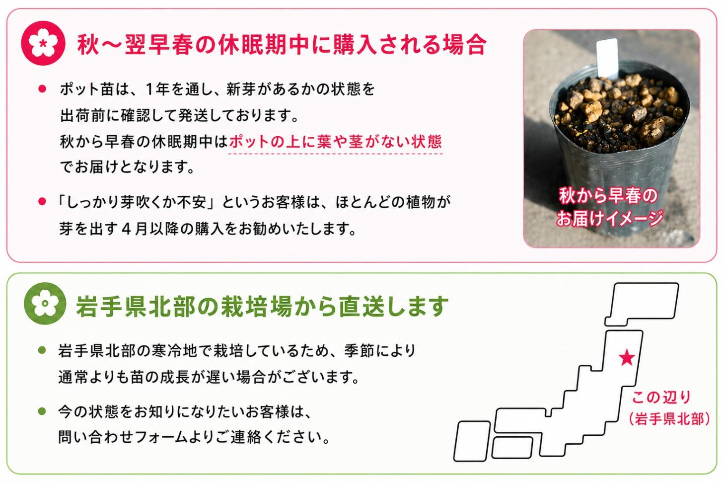 紫桜館山の花屋 | 全商品一覧 - 「ネマガリタケ 10.5cmポット苗 山菜苗