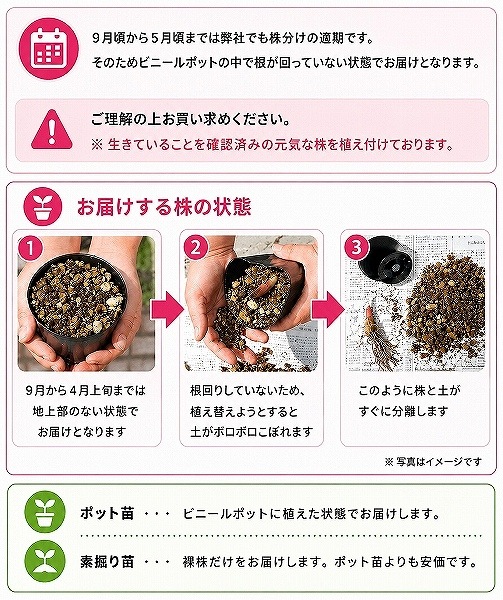 紫桜館山の花屋 | 全商品一覧 - 「ネマガリタケ 10.5cmポット苗 山菜苗