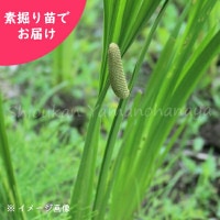 �ϥ��祦�֡��˥������祦�֡��Ƿ����ġ����Գ�/ü������/�Գ���/�����ٺѤ�