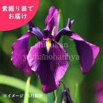 Υϥʥ祦֡Ƿġ¿ǯ/ӥȡ/־Գ/ٺѤ