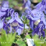 �Ĳ֥ߥ�ޥ����ޥ���7.5��9cm�ݥå��ġ�������/�Ѵ���¿ǯ��/��������/������/����̲ �Ͼ����ʤ�