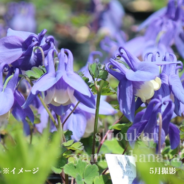 紫桜館山の花屋 | オンライン見積もり - 「青花ミヤマオダマキ 7.5