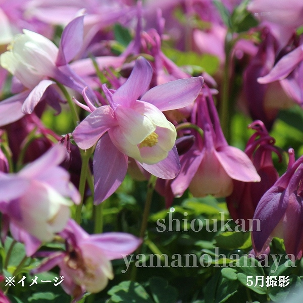 紫桜館山の花屋 | 全商品一覧 - 「桃花ミヤマオダマキ 7.5～9cmポット