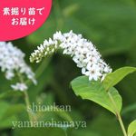 �����ȥ�Υ����Ƿ����ġ�������/�ָפ���/�����ٺѤ�