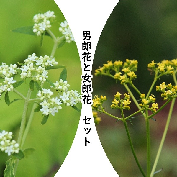 紫桜館山の花屋 | 全商品一覧 - 「山野草セット： オトコエシと