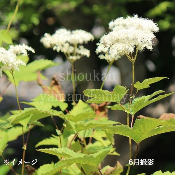 紫桜館山の花屋 | 全商品一覧 - 「オニシモツケ 9～10.5cmポット苗 山