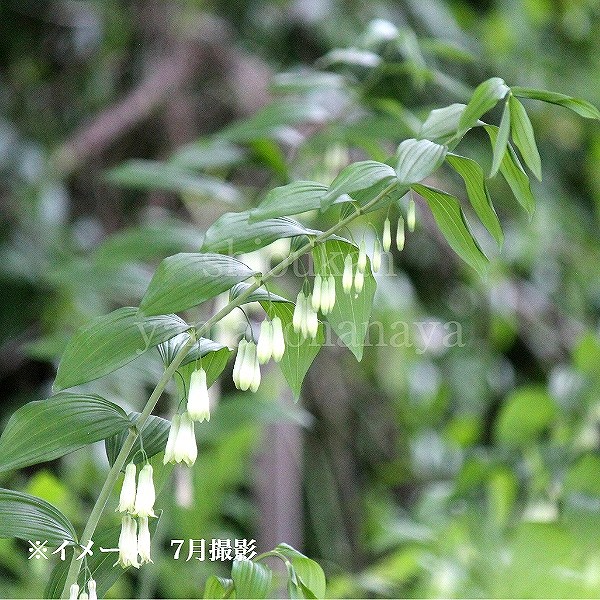 紫桜館山の花屋 開花時季から探す 春に咲く植物 アマドコロ ナルコユリ オオナルコユリ 7 5 9cmポット幼苗 植え付け2年後以降の開花見込み苗 初夏咲き山野草 耐寒性多年草 休眠期に入りました 地上部無し