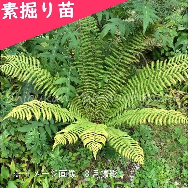 紫桜館山の花屋 | オンライン見積もり - 「オシダ 素掘り苗 山