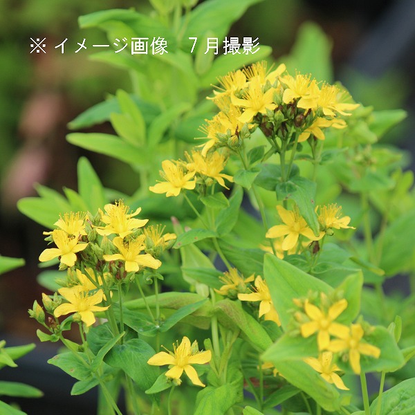 紫桜館山の花屋 開花時季から探す 夏に咲く植物 オトギリソウ トモエソウ オトギリソウ 9 10 5cmポット苗 山野草 耐寒性多年草 弟切草 今季開花終了 紫桜館山の花屋 開花時季から探す 夏に咲く植物 オトギリソウ トモエソウ オトギリソウ 9 10 5cmポット苗 山野草 耐寒性多年草 弟切草 今季開花終了