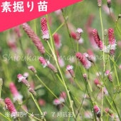 ԥ󥯥ʥ⥳Ƿġ/ɺ//󥮥/ٺѤ