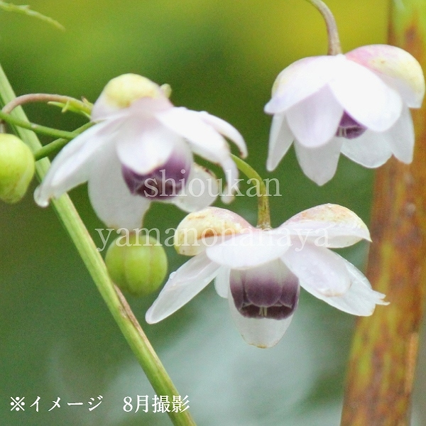 紫桜館山の花屋 | 全商品一覧 - 「レンゲショウマ 9～10.5cmポット苗