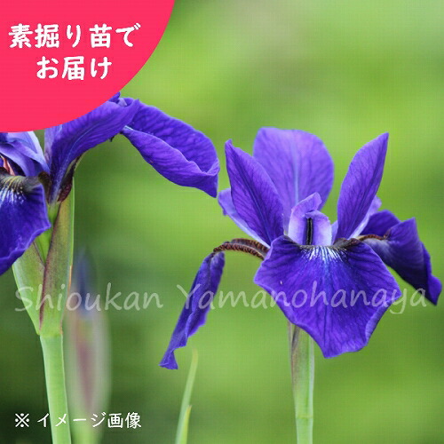 紫桜館山の花屋 | 全商品一覧 - 「サキガケアヤメ 素掘り苗 山野草/魁