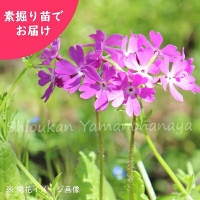 ���ܥ����饽�����Ƿ����ġ�������/����/�ץ���/�����ٺѤ�