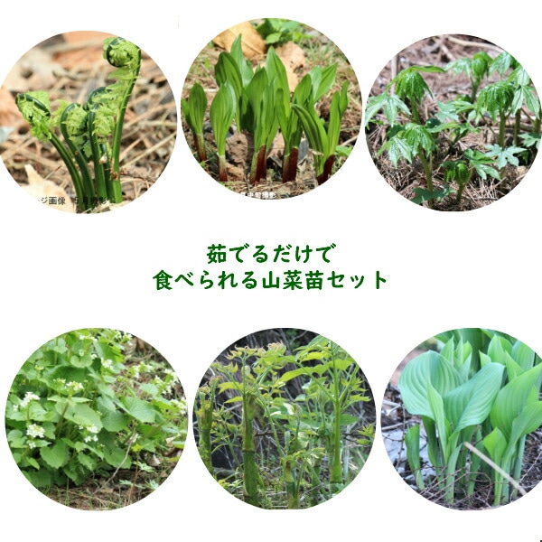 紫桜館山の花屋 | オンライン見積もり - 「山菜苗セット： 茹でるだけ