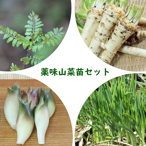 ゆっけ773様専用苗みょうが苗 1000本無農薬山栽培 【公式通販】