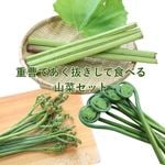 紫桜館山の花屋 | オンライン見積もり - 「ワラビ 10.5cmポット苗 山菜