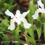 ��ָ�������ᡡ9��10.5cm�ݥå��ġ�������/�Ѵ���¿ǯ��/����ʸ��/�Գ�