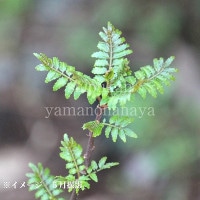 ���󥷥祦��9cm�ݥå��ġ�����10��20���/����/��ܥ/ͺ��������������