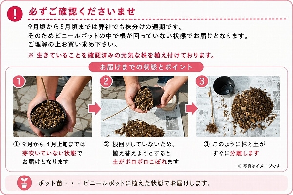 紫桜館山の花屋 | 全商品一覧 - 「サンショウ 9cmポット苗 樹高10