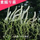 饷ʥ祦ޡǷġ/ھ/ٺѤ