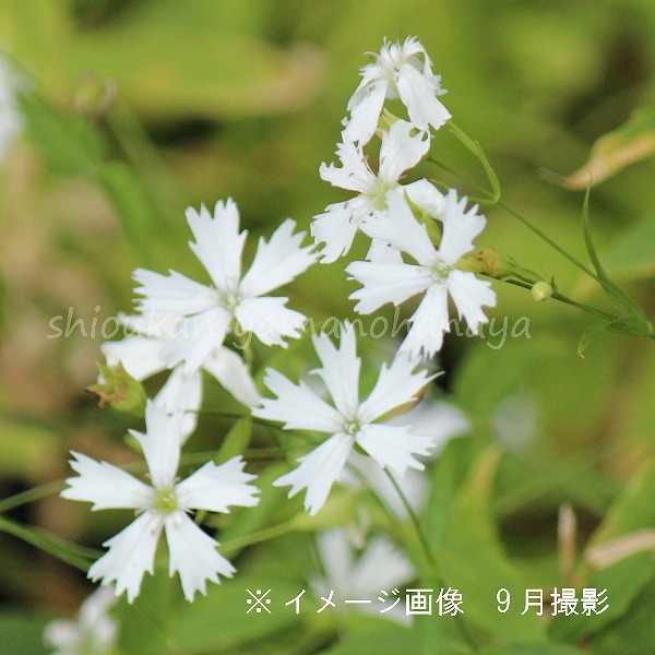 山野草センブリ花付き10本 000000001342_BmTFRvg.jpg