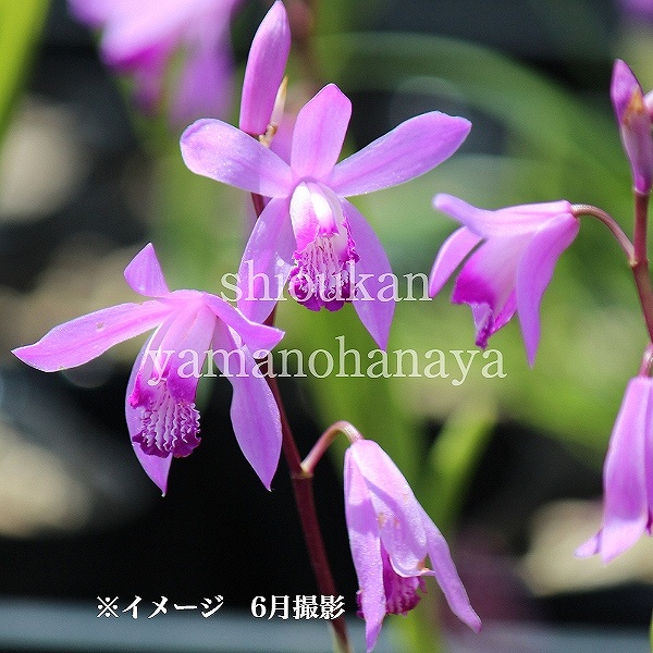 紫桜館山の花屋 | オンライン見積もり - 「シラン 10.5cmポット