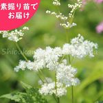 ֥祦ΥǷġ/λ/ĥ/ٺѤ