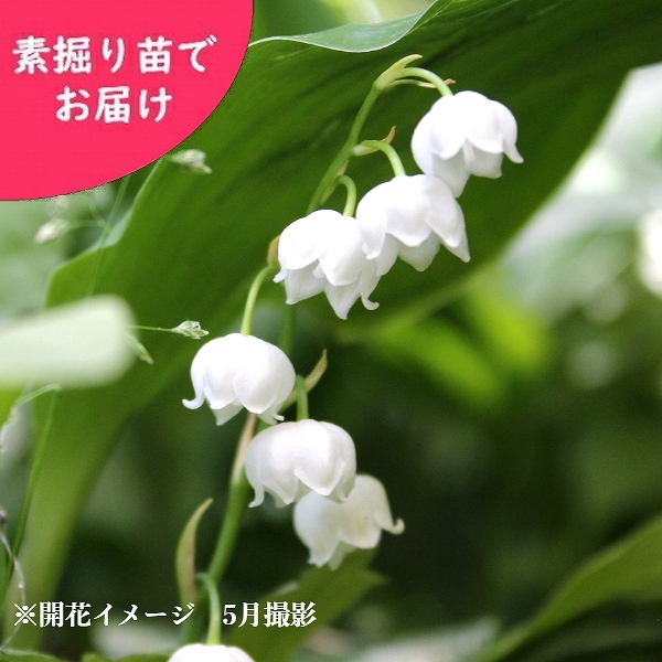 紫桜館山の花屋 | オンライン見積もり - 「日本スズラン 素掘り苗 山