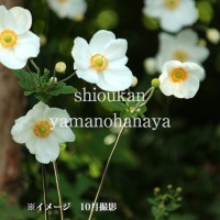 紫桜館山の花屋 カテゴリー 開花時季から探す 秋に咲く植物 アネモネ シュウメイギク 紫桜館山の花屋 カテゴリー 開花時季から探す 秋に咲く植物 アネモネ シュウメイギク