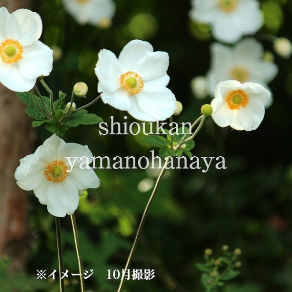 紫桜館山の花屋 | オンライン見積もり - 「白花シュウメイギク 9