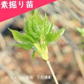 �����Υĥᡡ����30��50����Ƿ����ġ�������/����Υ�/�����ٺѤ�