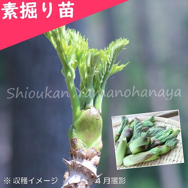 たらんぼの木 紫桜館山の花屋 | オンライン見積もり - 「タラノキ 樹高30～50cm素