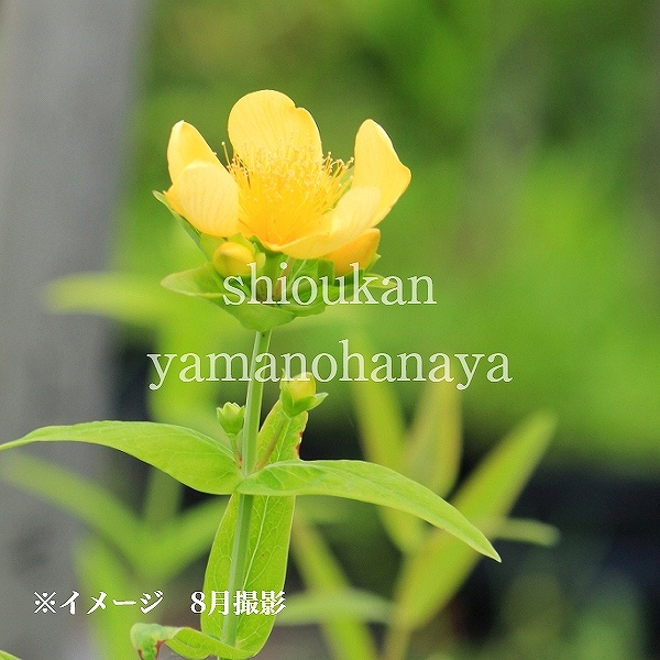 販売停止斑入り ヨモギ ポット苗 蓬 山野草 販売停止斑入り ヨモギ