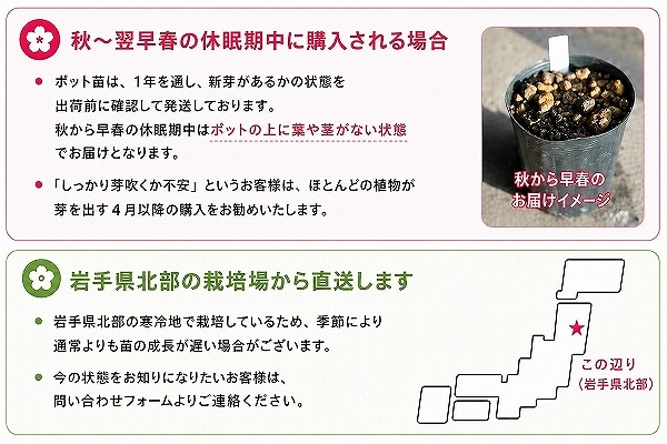 紫桜館山の花屋 | 全商品一覧 - 「トチバニンジン 9～10.5cmポット苗