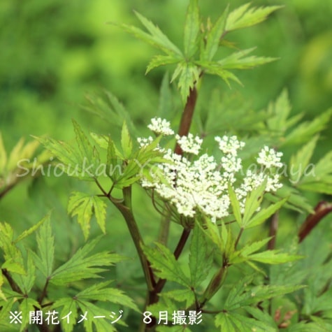 紫桜館山の花屋 | オンライン見積もり - 「ホッカイトウキ 10.5