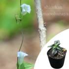 �ĥ���ɥ���9��10.5cm�ݥå��ġ�������/�Ѵ���¿ǯ��/̢ε��/����̲ �Ͼ���̵��