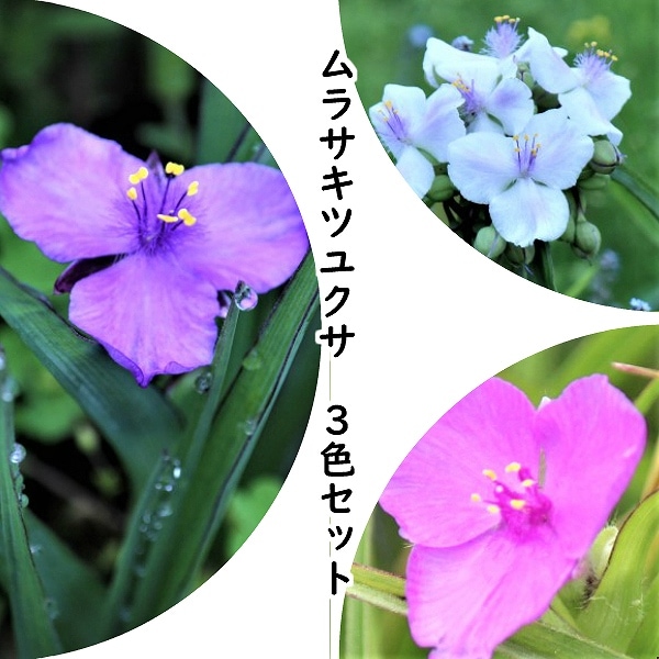 紫桜館山の花屋 開花時季から探す おすすめ苗セット 宿根草セット ムラサキツユクサ 3色各2ポットセット 宿根草 紫露草 トラデスカンティア 休眠期中 地上部なし ムラサキツユクサ 露草 つゆ草 山野草 宿根草 苗 販売 山草 紫桜館 通販 購入 山菜