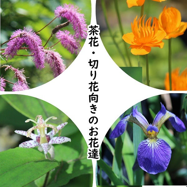 紫桜館山の花屋 開花時季から探す おすすめ苗セット 山野草セット 茶花 切り花向き 4種各1ポットセット カライトソウ トロリウス ゴールデンクイーン サキガケアヤメ ヤマジノホトトギス カライトソウ 玉咲シモツケ 魁アヤメ 黄菖蒲 山 紫桜館山の花屋 開花時季から探す おすすめ苗セット 山野草セット 茶花 切り花向き 4種各1ポットセット カライトソウ トロリウス ゴールデンクイーン サキガケアヤメ ヤマジノホトトギス カライトソウ 玉咲シモツケ 魁アヤメ 黄菖蒲 山