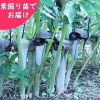 饷ޥ糫ֵǷġ庬ľ7///ŷ/ٺѤ