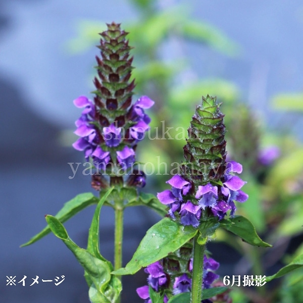 山野草　エゾツクモグサ　7号鉢植え 山野草寄せ植えM | hirugao