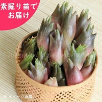 �����ߥ祦�����Ƿ����ġ�������/��謲�/�����ٺѤ�