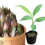 �����ߥ祦����9��10.5cm�ݥå��ġ�������/�Ѵ���¿ǯ��/��謲�/����̲ �Ͼ���̵��