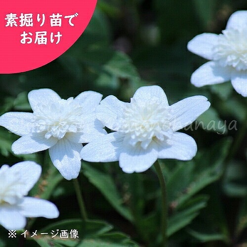 紫桜館山の花屋 開花時季から探す 早春に咲く植物 アネモネ 春咲き 八重咲きイチリンソウ 八重咲きイチリンソウ 素掘り苗 春咲き宿根草 アネモネ 23年開花見込み株 入荷済み 出荷は2 15まで 取置き承ります