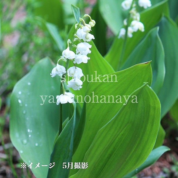 紫桜館山の花屋 | オンライン見積もり - 「八重咲きドイツスズラン 9