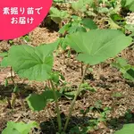 ��ޥե����Ƿ����ġ�������/����/�����ٺѤ�