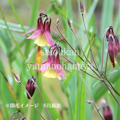 山野草　千島産　瑠璃オダマキ　6号鉢植え 楽天市場】千鳥瑠璃オダマキ 【山野草】 : 園芸百貨店何でも揃う