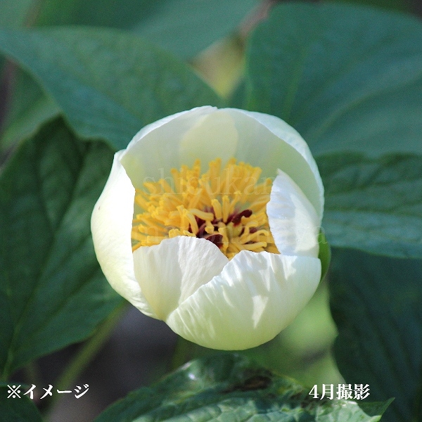 山野草 希少 緑花多弁 ヤマシャクヤク 実生4年9A - メルカリ