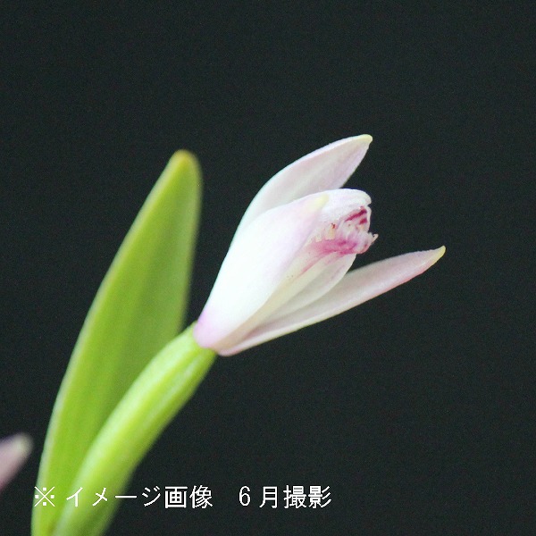 山野草　希少白花　タッタソウ　15A 山野草 希少白花 タッタソウ 15A